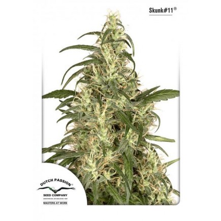 Skunk #11